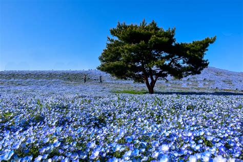 HITACHI cover photo | Hitachi seaside park, Tokyo travel, Seaside park