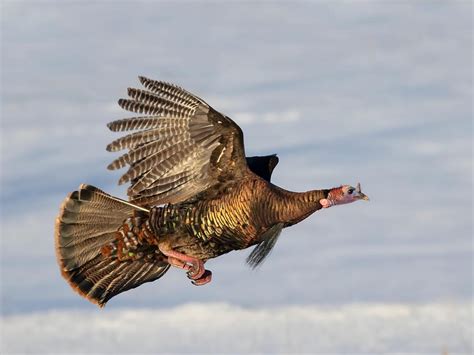 Can Wild Turkeys Fly? (Height, Speed, Distance + FAQs) | Birdfact