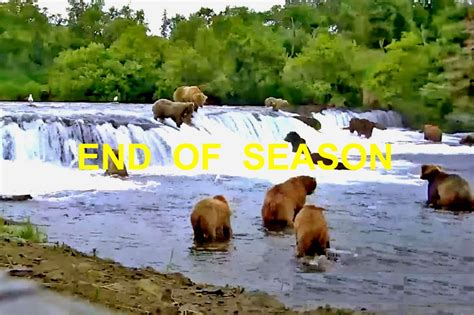 Live Streaming Brown Bear Webcam | Brooks Falls | Alaska