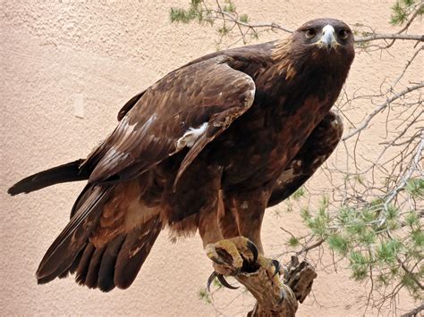 Golden eagle: Living Desert State Park, New Mexico