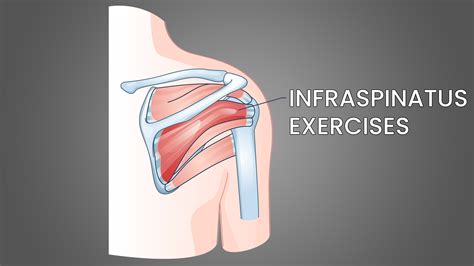 6 Best Infraspinatus Exercises (with Pictures!) - Inspire US