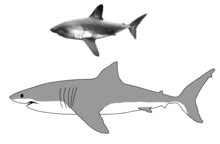 Salmon shark - Wikipedia