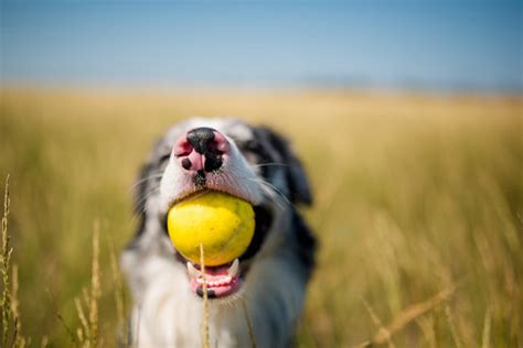 Cute Dog Tilting Head Images – Browse 3,241 Stock Photos, Vectors, and Video | Adobe Stock