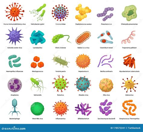 Types Of Bacteria. Basic Morphological Cartoon Vector | CartoonDealer ...