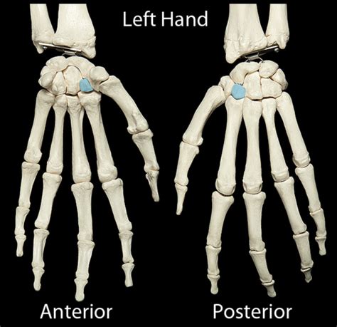 Hand Bones Diagram | Quizlet