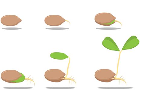 Growing Seed Vectors - Download Free Vector Art, Stock Graphics & Images