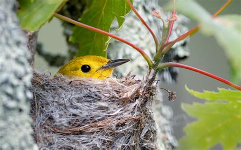 Yellow Warbler sitting on her nest. Missisquoi National Wildlife Refuge ...