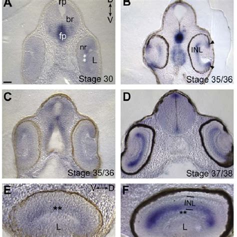 Slit2 promotes dendrite branching in vitro. (A–H) RGCs dissociated... | Download Scientific Diagram