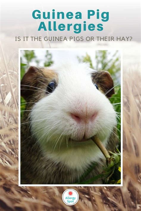 Guinea pig allergies: when cute cavies make you itch » Allergy Spot