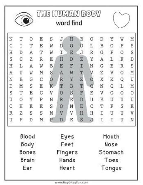 Worksheets For Human Body Systems