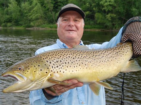 AuSable River Trout Fishing | Au Sable Steelhead Reports | Trout Fishing