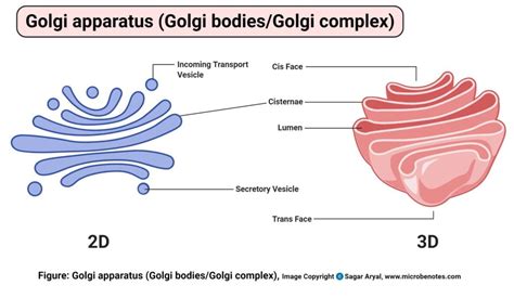 How To Draw A Golgi Apparatus 720 x 546 jpeg 50