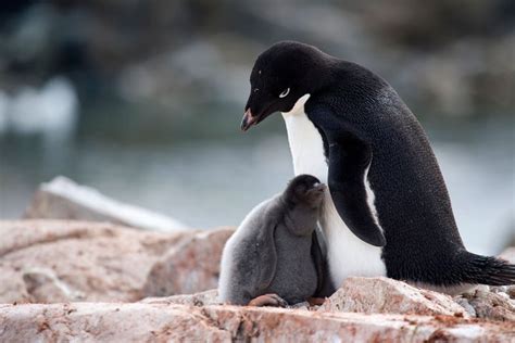 Only 2 baby penguins survived after hard breeding year in Antarctica ...