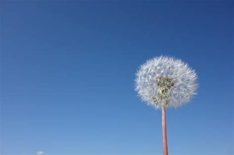 dandelion, flower, spring, nature, plant, sky, meadow, seeds, close up ...