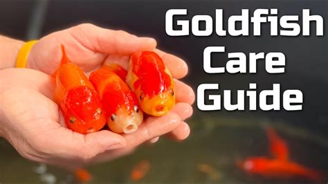 Beginner Goldfish Care Guide – Pet News Live