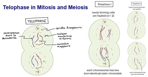 Telophase in Mitosis and Meiosis (Telophase I, II)