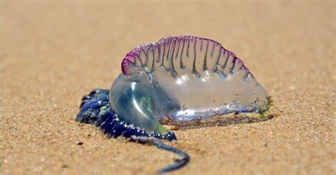 Man of War Jellyfish - A-Z Animals