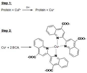 BCA Assay for Protein Determination - NFSC 450