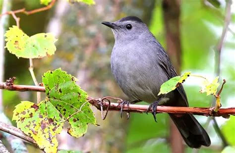 Catbird - Description, Habitat, Image, Diet, and Interesting Facts