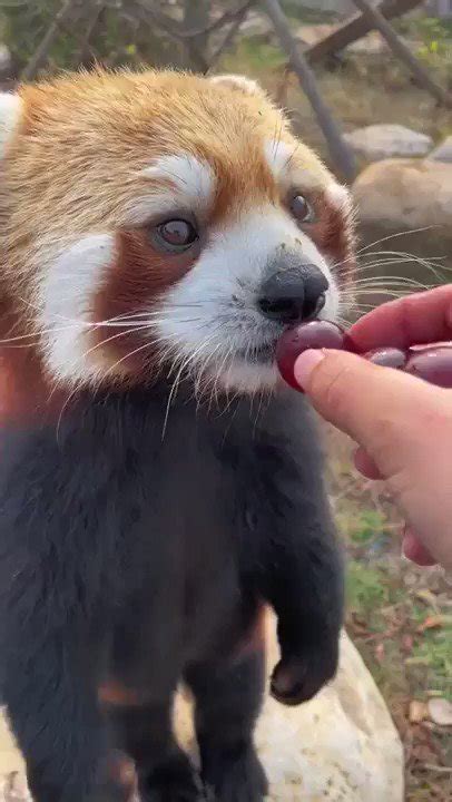 Nature is Amazing ☘️ on Twitter: "i hope this video of a red panda ...