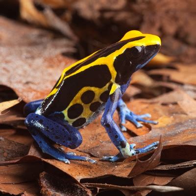 Yellow and Blue Poison Dart Frog - Our Animals - Henry Vilas Zoo