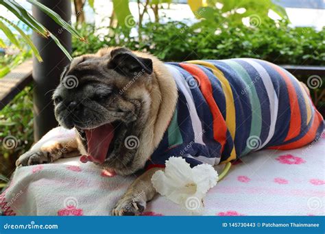 Fat Pug Dog Stock Photos - Download 1,099 Royalty Free Photos