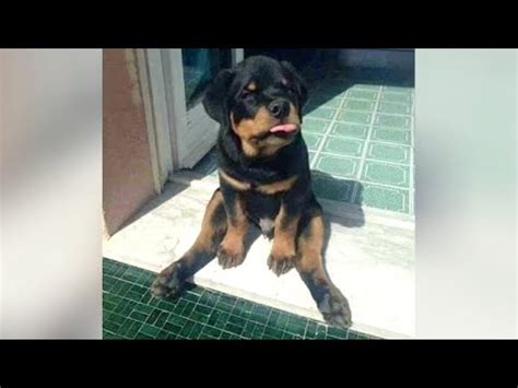 Are ROTTWEILERS dangerous dogs? – Check out this video – Viral Reaction