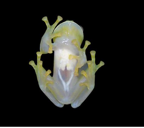 New Glass Frog Species Discovered And Described - Reptiles Magazine