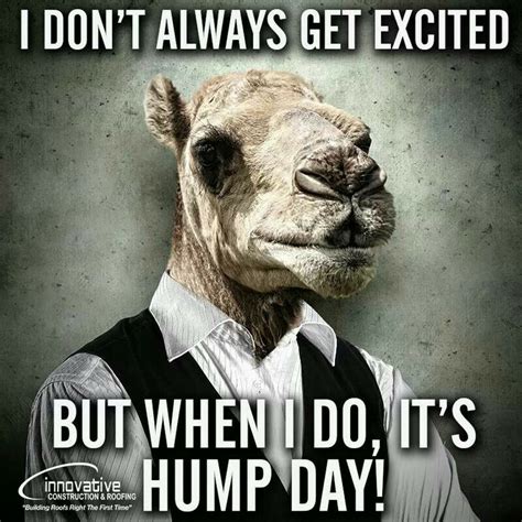 Hump day | Hump day humor, Hump day quotes, Wednesday humor