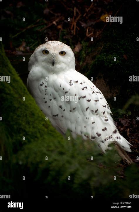 Male snowy owl in tree Stock Photo - Alamy