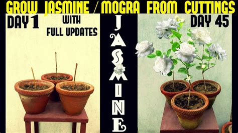 Jasmine Cuttings in Water: [Grafts, Time, Rooting and Planting ...