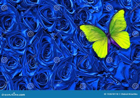 Blue Floral Texture Background. Blue Rose Background. Yellow Morpho Butterfly on a Blue Roses ...