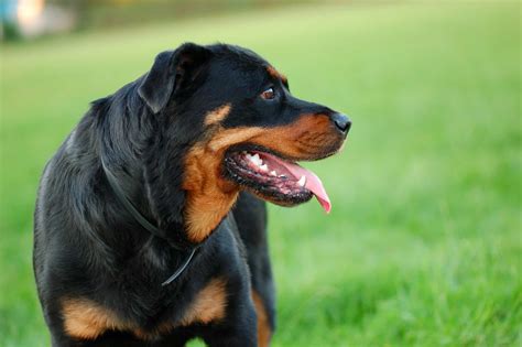 Golden Retriever Rottweiler mix: Should you get this dog? - K9 Web