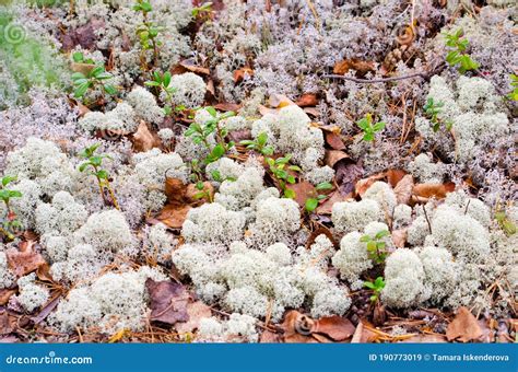 Lichens `white Mosses` Reindeer Moss-reindeer Moss, Dormant, Tsetraria Icelandic Moss Grows in ...