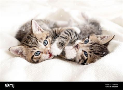 Very Cute Kittens Playing