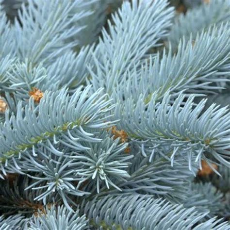 Dwarf Conifers & Small Conifer Trees | Ornamental Trees Ltd