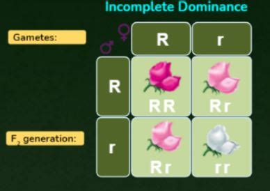 In the case of incomplete dominance, what is the phenotypic ratio of monohybrid cross in F2 ...