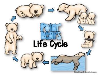 Grizzly Bear Life Cycle