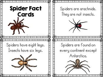 dwarf spider facts