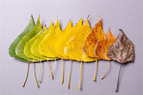 Autumn Colored Leaves. the Drying Process of Leaves from Green and ...