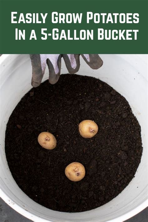 Easily Grow Potatoes In a 5-Gallon Bucket in 2020 | Growing potatoes ...