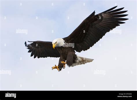 Bald eagle with talons out for landing Stock Photo - Alamy