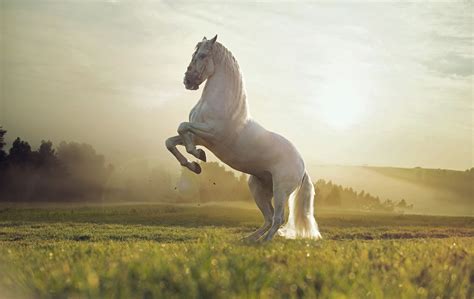 Horse Wallpaper Photos