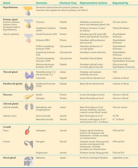 Produces Hormones Endocrine System at Dennis Gaskins blog