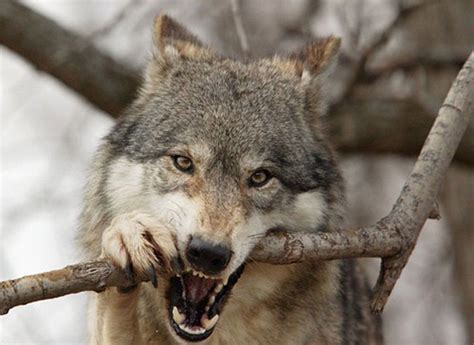 Chernobyl wolves: how they live and look the wolves in Chernobyl | Wolf, Animals, Good morning ...