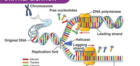 Protein biosynthesis steps, site, importance, inhibitors & Protein maturation | Science online