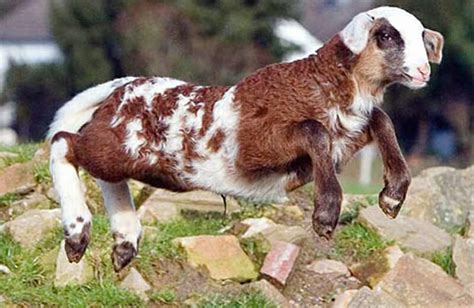 10 Farm Animal Hybrids You Didn't Know Existed - Modern Farmer