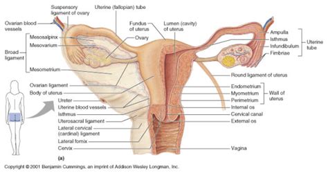 Anteverted Uterus Symptoms, Pictures, Treatment and Pregnancy