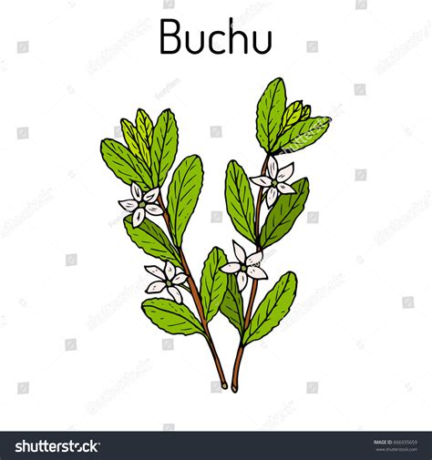 Buchu Agathosma Betulina Medicinal Plant Hand Stock Vector (Royalty Free) 666935659 | Shutterstock