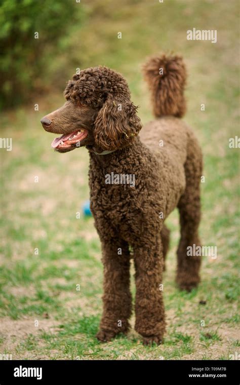 Poodle the summer garden with bright green background. Brown standard ...